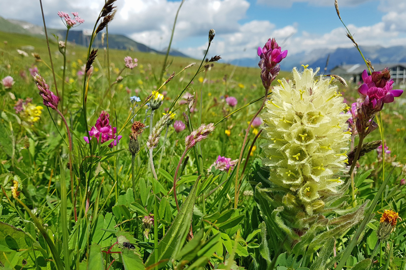 Bergfrühling.jpg